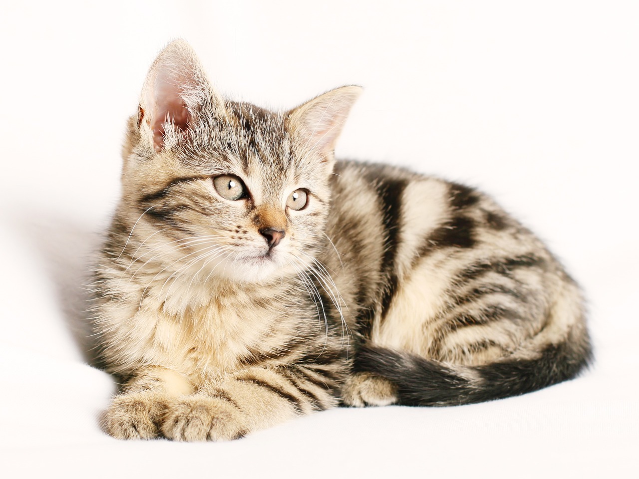 Tips for First-Time Cat Owners